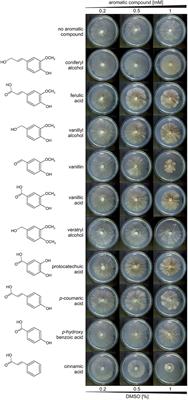 The White-Rot Basidiomycete Dichomitus squalens Shows Highly Specific Transcriptional Response to Lignocellulose-Related Aromatic Compounds